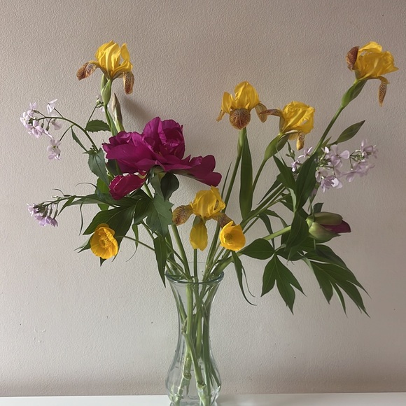 Meet your Posher, Tess - Picture 1 of 1